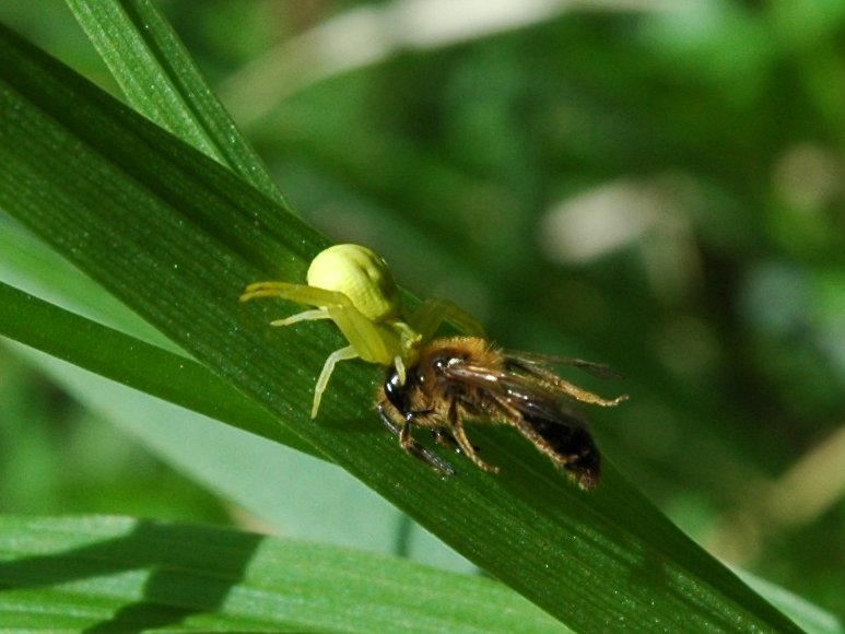 Misumena vatia